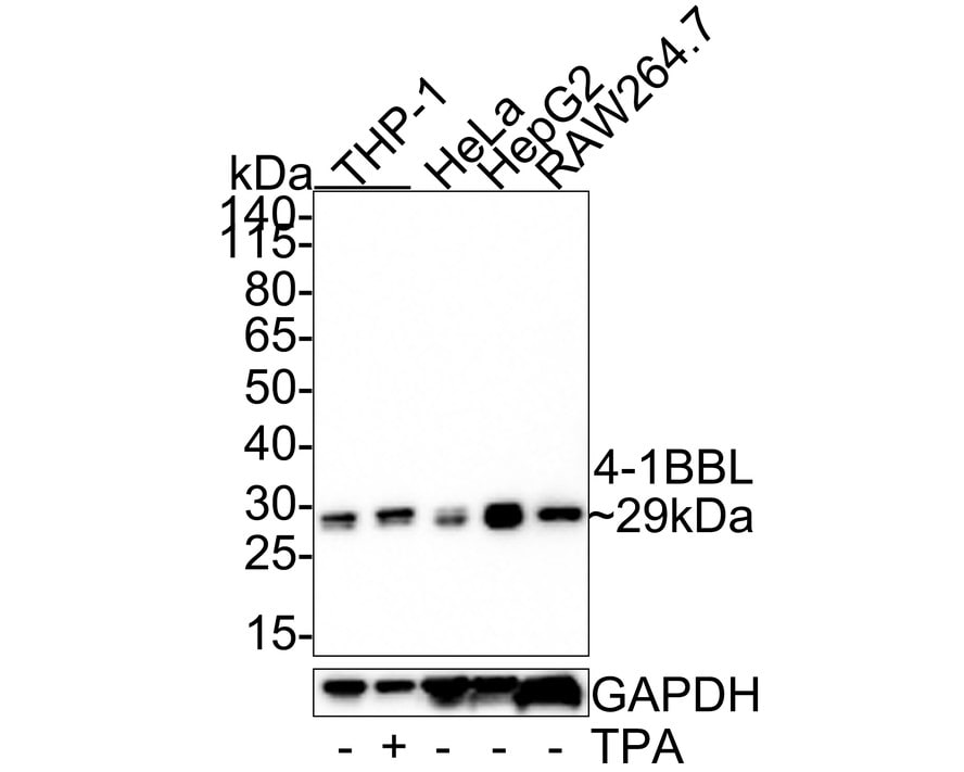 4-1BB Ligand/TNFSF9 Antibody (JE33-91)