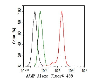 AAMP Antibody (JE64-70)