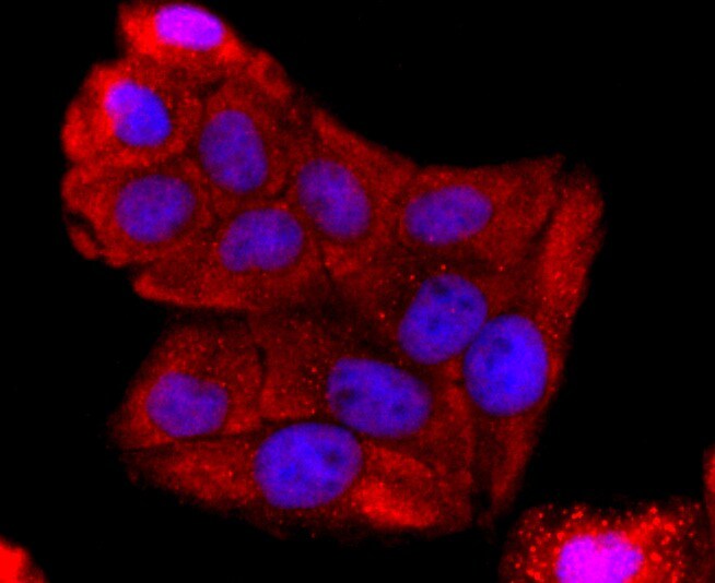 ABCG2/CD338 Antibody (JF0994)