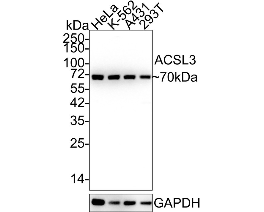 ACSL3 Antibody (A8F6-R) Western Blot: ACSL3 Antibody (A8F6-R) [NBP3-31994]