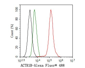 ACTR1B Antibody (JE65-44)