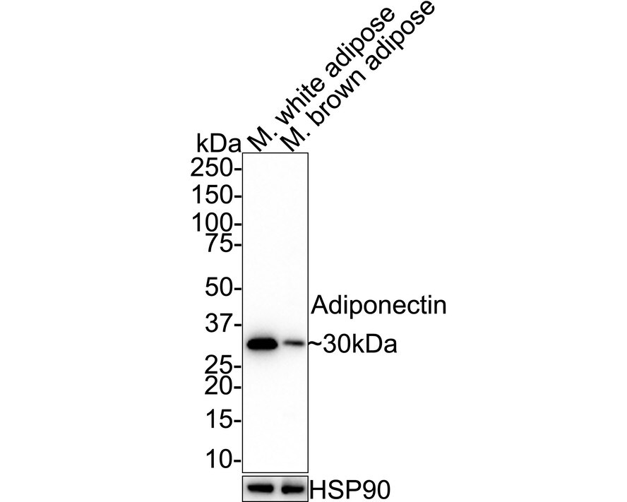 Adiponectin/Acrp30 Antibody (JE65-49) Western Blot: Adiponectin/Acrp30 Antibody (JE65-49) [NBP3-32003]