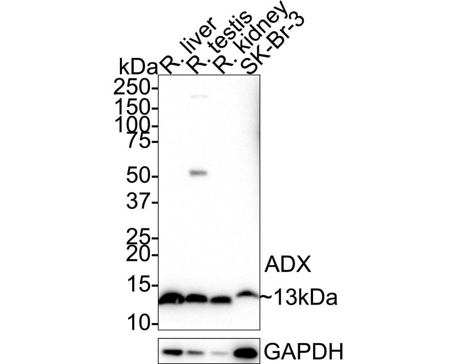 FDX1 Antibody (JE63-56) Western Blot: FDX1 Antibody (JE63-56) [NBP3-32006]