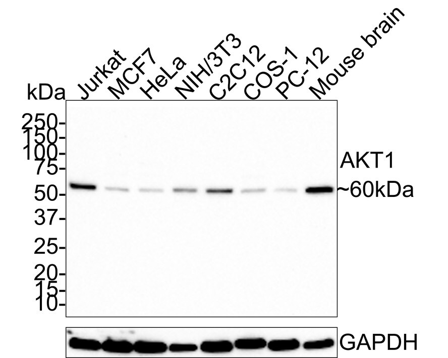 AKT1 Antibody (PSH0-50)