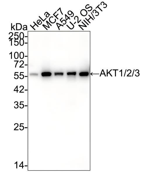 AKT1/2/3 Antibody (JE75-09) Western Blot: AKT1/2/3 Antibody (JE75-09) [NBP3-32017]