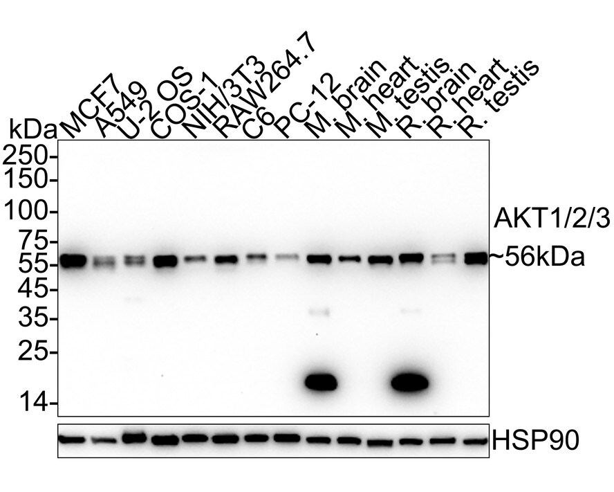 AKT1/2/3 Antibody (JE75-09) Western Blot: AKT1/2/3 Antibody (JE75-09) [NBP3-32017]