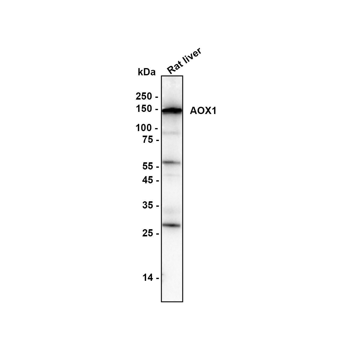 Aldehyde Oxidase 1/AOX1 Antibody (PSH0-17) Western Blot: Aldehyde Oxidase 1/AOX1 Antibody (PSH0-17) [NBP3-32018]