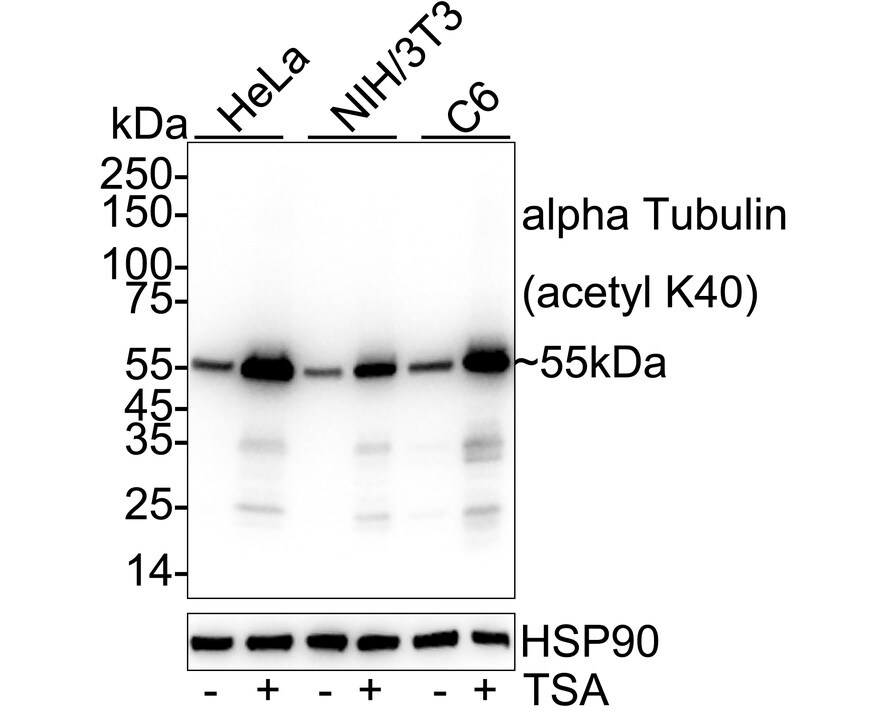 Tubulin alpha-1B [ac Lys40] Antibody (PSH0-13) Western Blot: Tubulin alpha-1B [ac Lys40] Antibody (PSH0-13) [NBP3-32031]