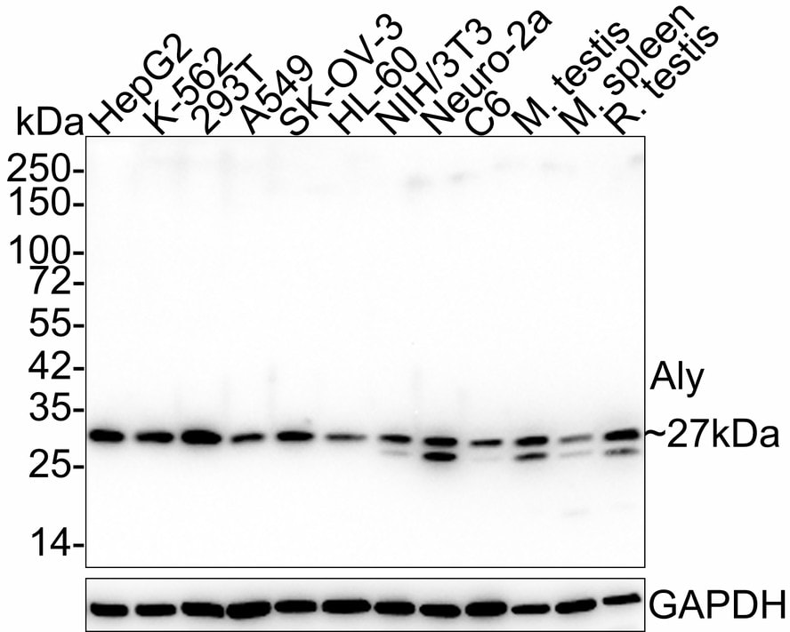 Aly Antibody (JE36-45) Western Blot: Aly Antibody (JE36-45) [NBP3-32033]