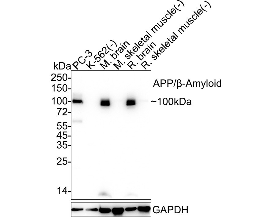 APP Antibody (JE30-54) Western Blot: APP Antibody (JE30-54) [NBP3-32034]
