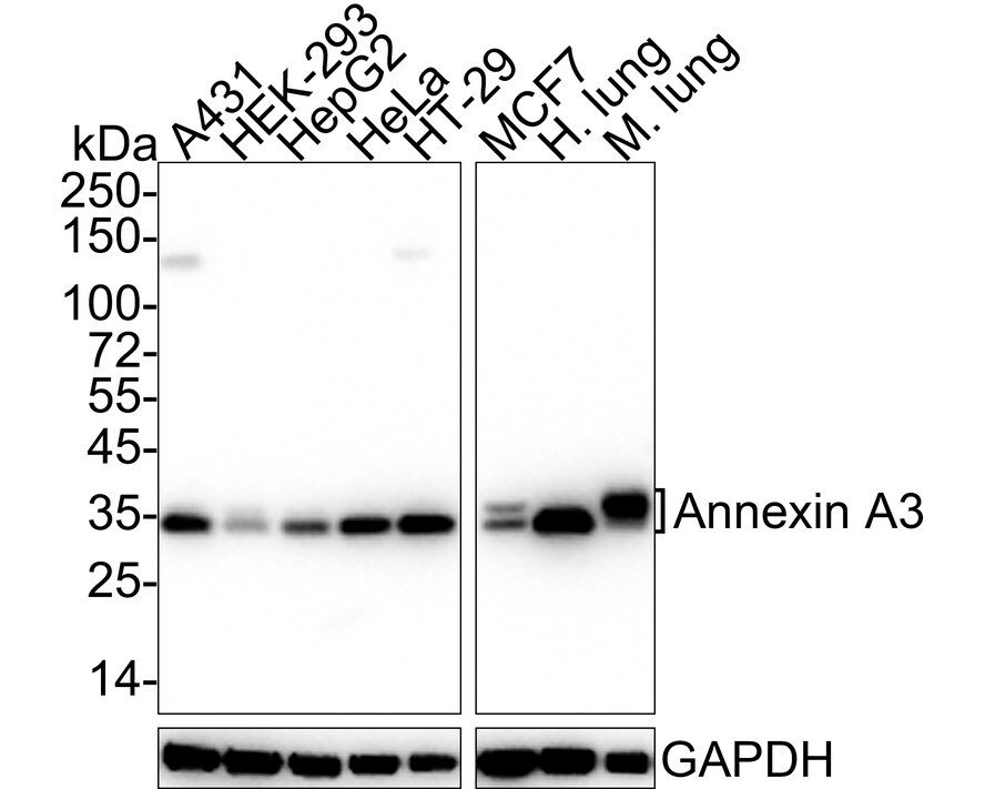 Annexin A3 Antibody (A1F7-R) Western Blot: Annexin A3 Antibody (A1F7-R) [NBP3-32037]