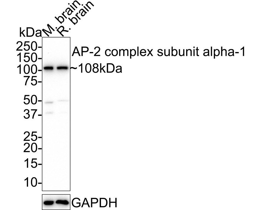 alpha Adaptin Antibody (JE40-38)