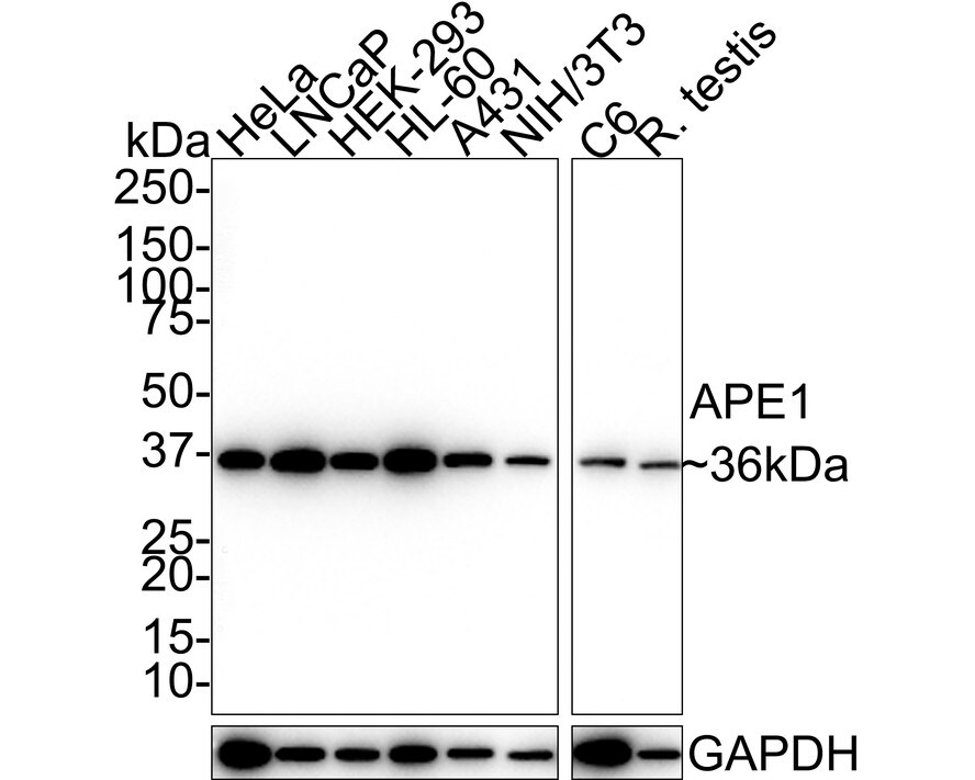 APE Antibody (12H2-R) Western Blot: APE Antibody (12H2-R) [NBP3-32043]