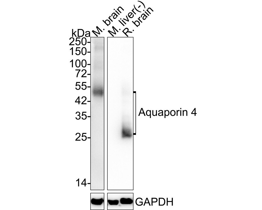 Aquaporin-4 Antibody (JE59-76) Western Blot: Aquaporin-4 Antibody (JE59-76) [NBP3-32046]