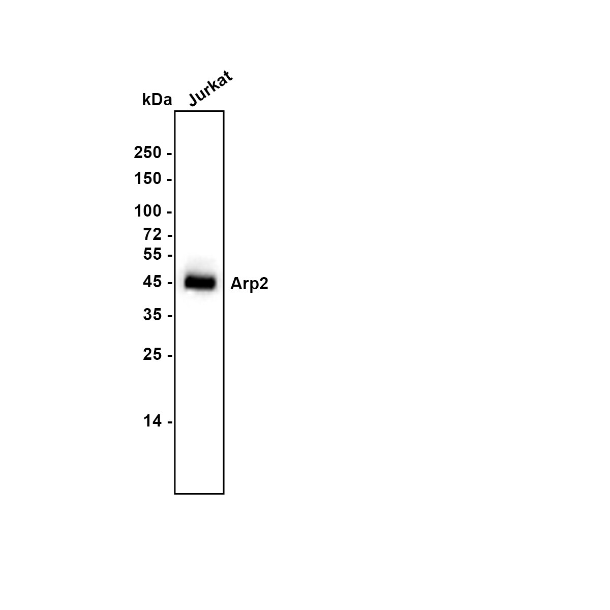 ACTR2 Antibody (JE40-62) Western Blot: ACTR2 Antibody (JE40-62) [NBP3-32048]