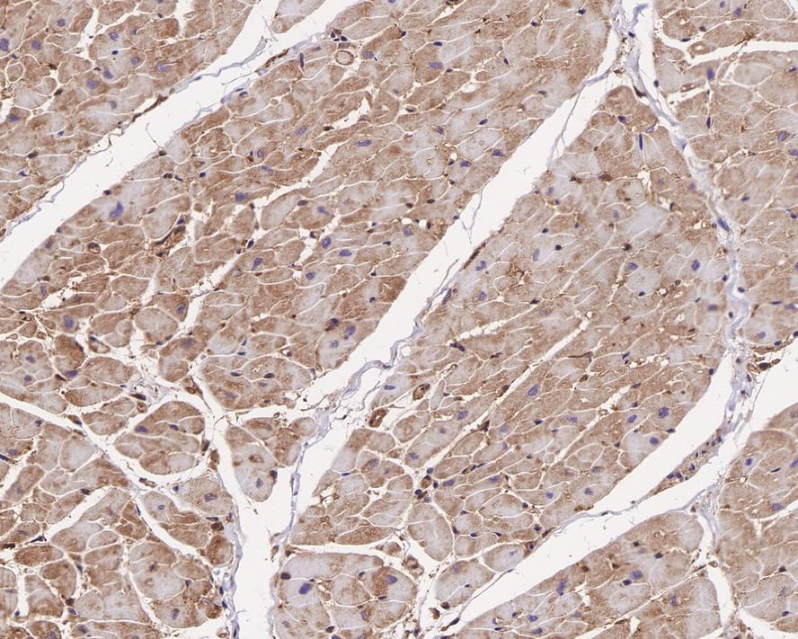 ACTR2 Antibody (JE40-62)