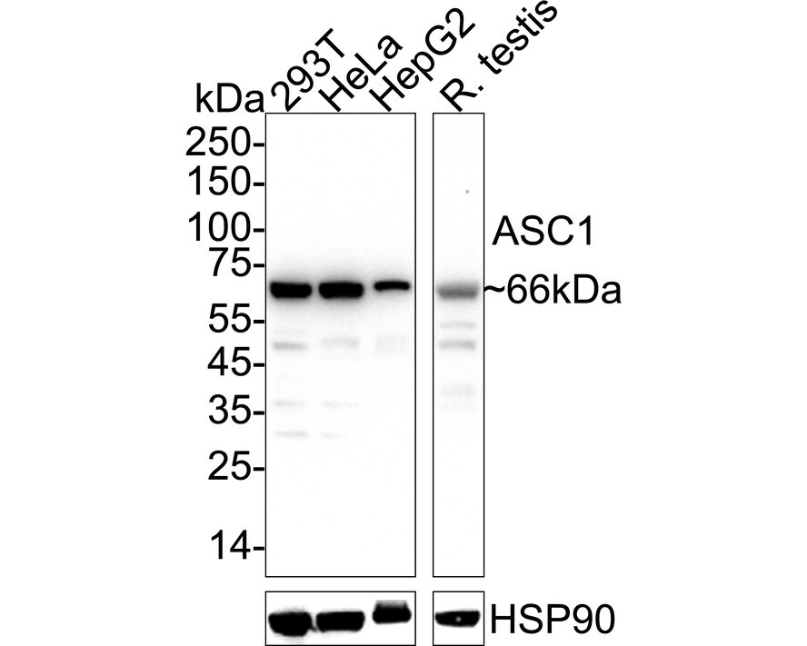 ASC1 Antibody (PSH0-26) Western Blot: ASC1 Antibody (PSH0-26) [NBP3-32049]