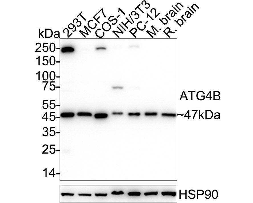 ATG4B Antibody (PSH02-53) Western Blot: ATG4B Antibody (PSH02-53) [NBP3-32058]