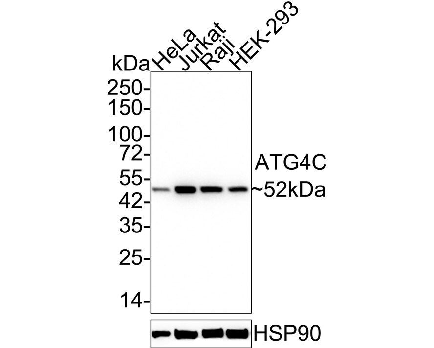 ATG4C Antibody (JE59-99) Western Blot: ATG4C Antibody (JE59-99) [NBP3-32059]
