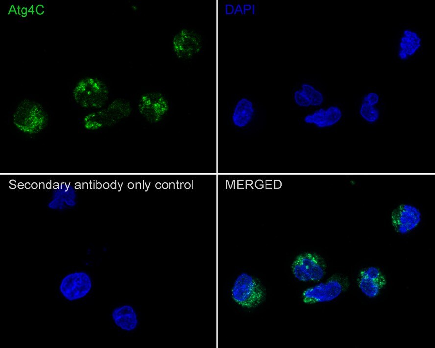 ATG4C Antibody (JE59-99)