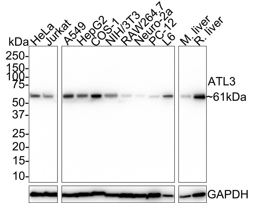 Atlastin-3 Antibody (PSH02-47) Western Blot: Atlastin-3 Antibody (PSH02-47) [NBP3-32060]