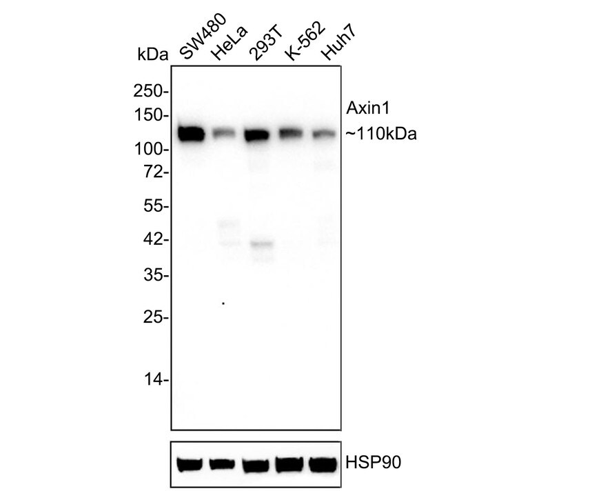 Axin-1 Antibody (PSH03-00) Western Blot: Axin-1 Antibody (PSH03-00) [NBP3-32064]