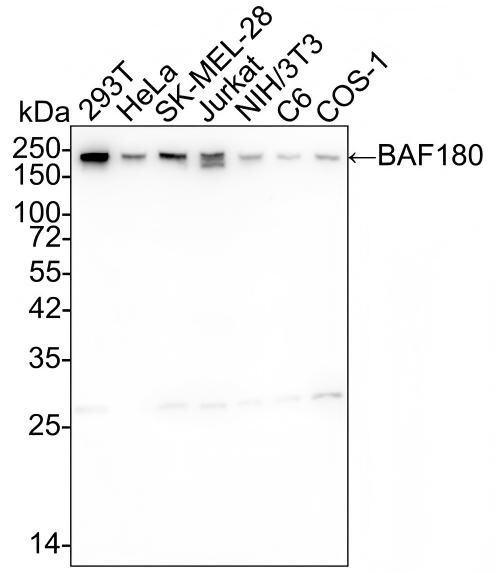 BAF180/PB1 Antibody (PSH02-34) Western Blot: BAF180/PB1 Antibody (PSH02-34) [NBP3-32067]