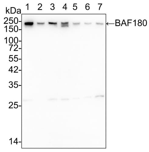 BAF180/PB1 Antibody (PSH02-34)