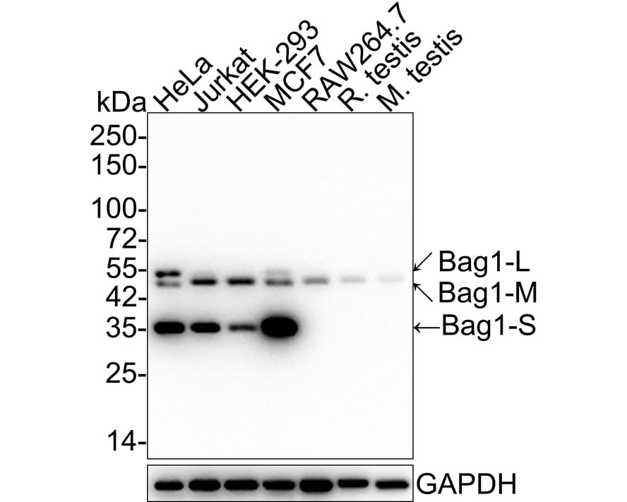 Bag-1 Antibody (JE63-22) Western Blot: Bag-1 Antibody (JE63-22) [NBP3-32068]