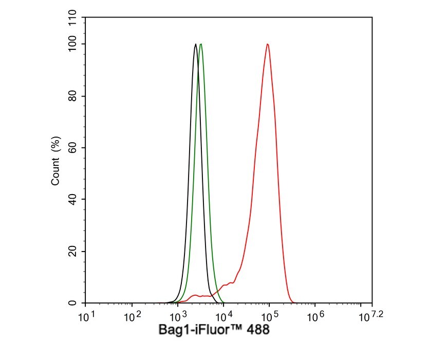 Bag-1 Antibody (JE63-22)