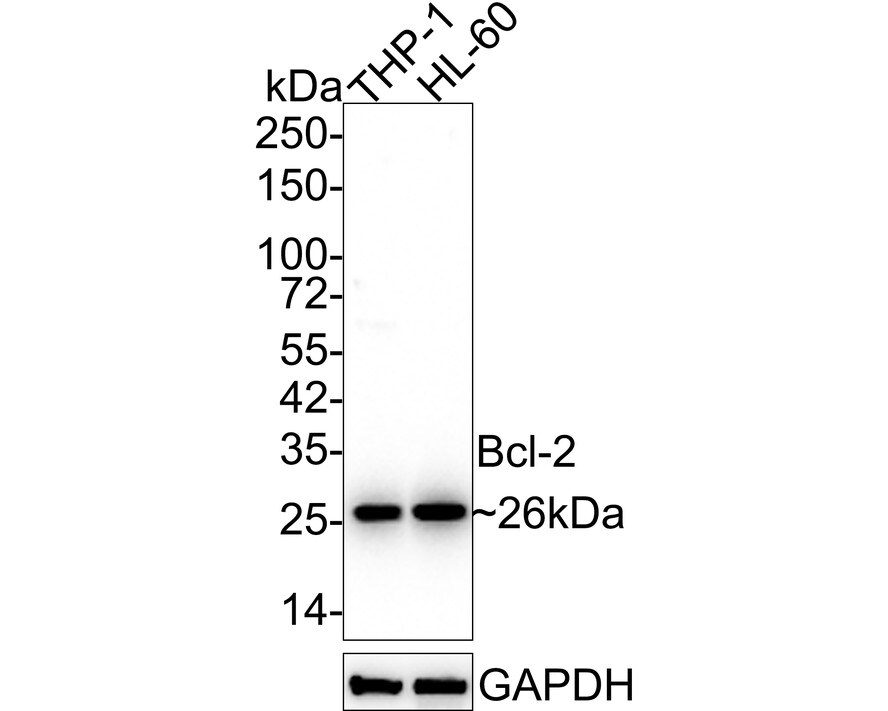 Bcl-2 Antibody (9F3-R)