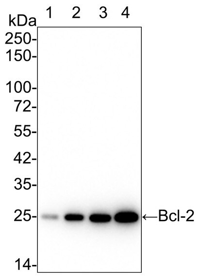 Bcl-2 Antibody (PD01-41)