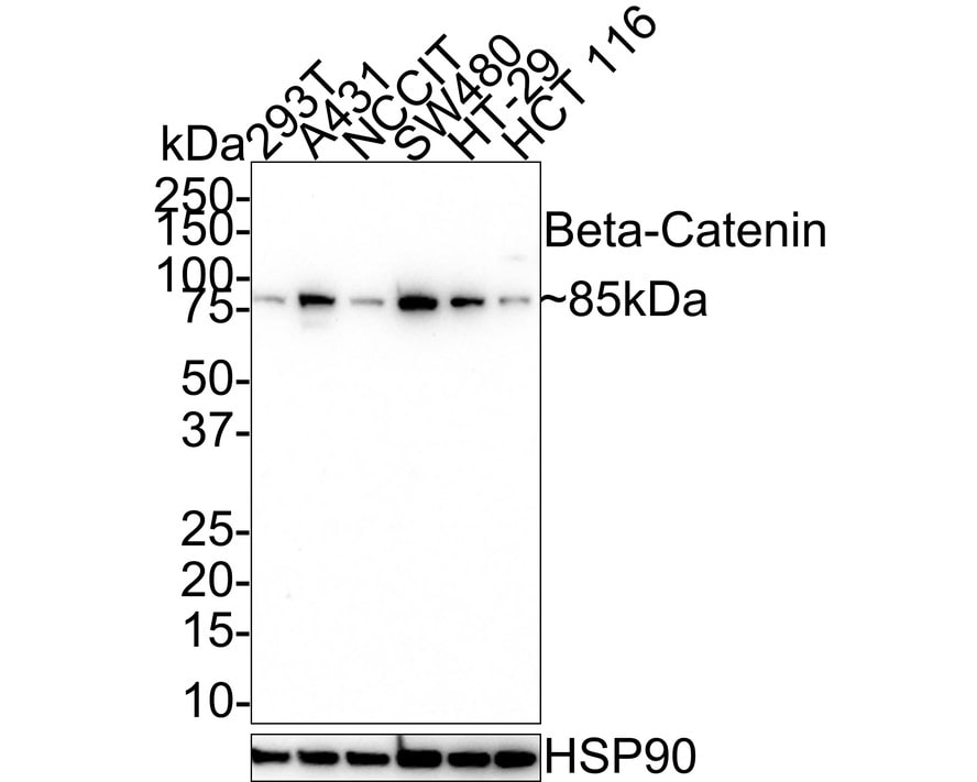 beta-Catenin Antibody (A6-F8-R)
