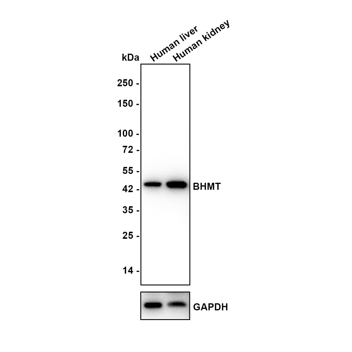 BHMT Antibody (9E1-R) Western Blot: BHMT Antibody (9E1-R) [NBP3-32082]