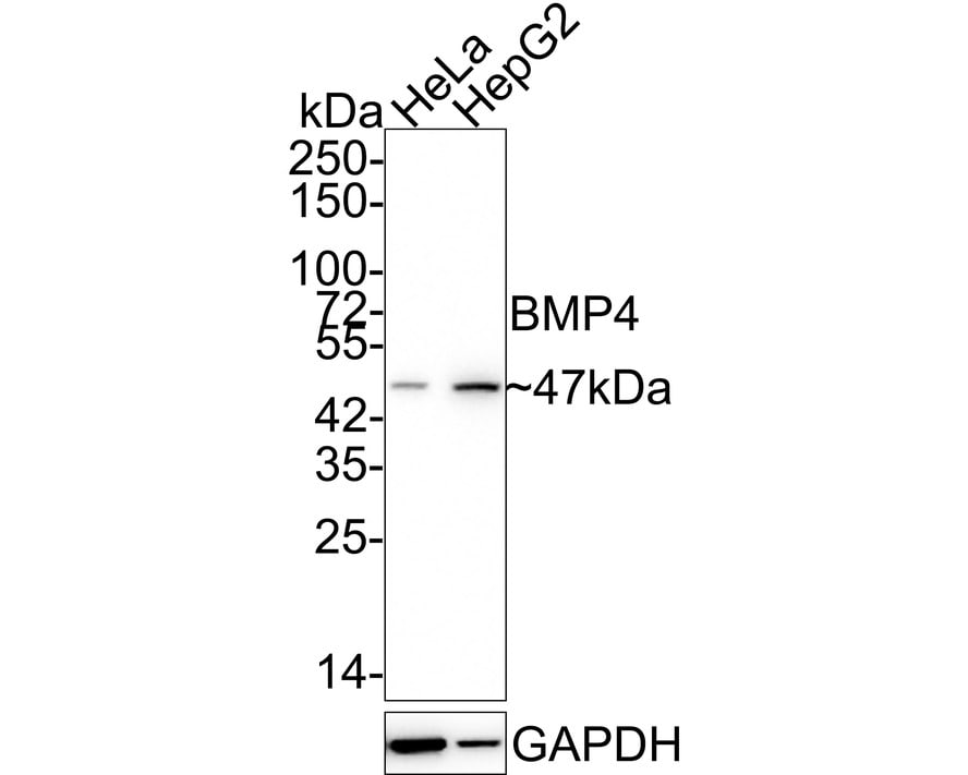 BMP-4 Antibody (JE42-44) Western Blot: BMP-4 Antibody (JE42-44) [NBP3-32086]