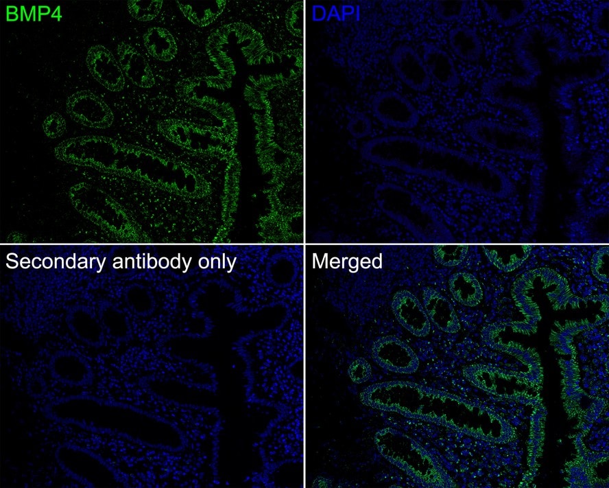 BMP-4 Antibody (JE42-44)