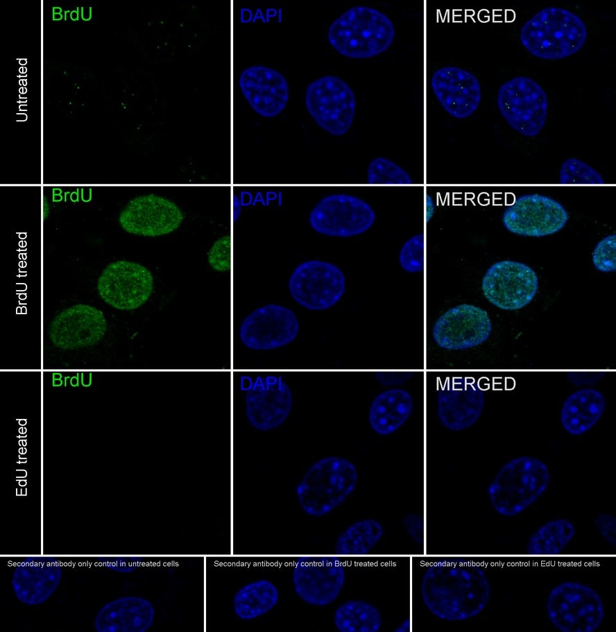 Bromodeoxyuridine/BrdU Antibody (PSH0-18)