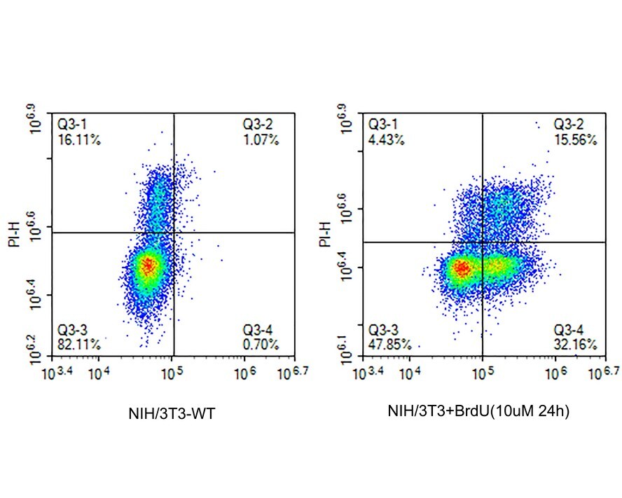 Bromodeoxyuridine/BrdU Antibody (PSH0-18)