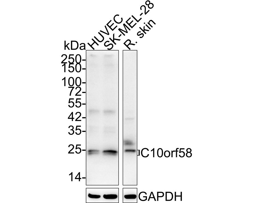 FAM213A Antibody (7-B7-R) Western Blot: FAM213A Antibody (7-B7-R) [NBP3-32094]