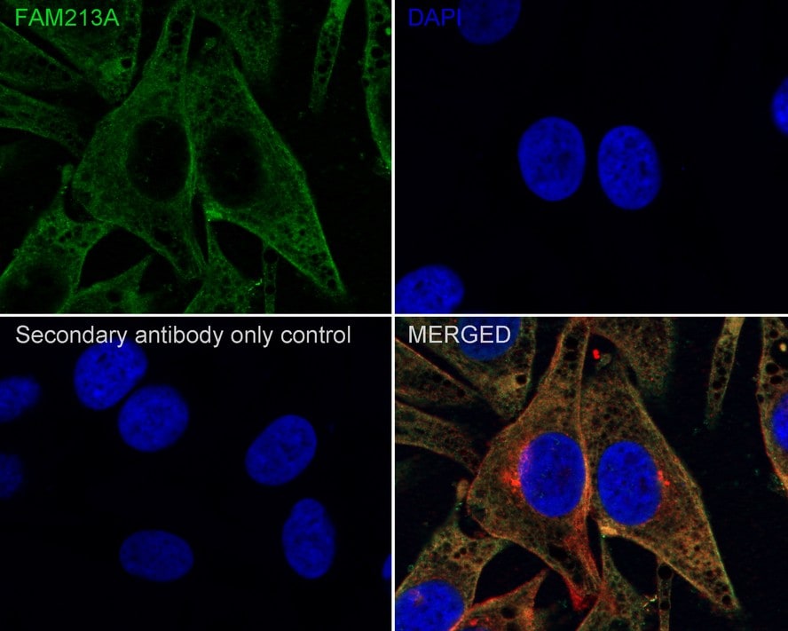 FAM213A Antibody (7-B7-R)