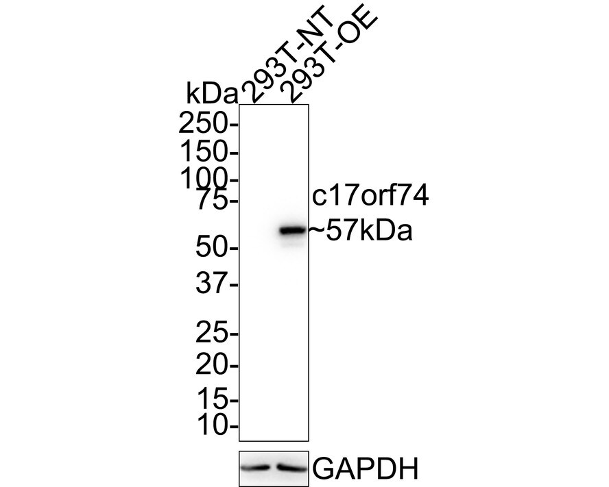 SPEM2 Antibody (PSH02-66) Western Blot: SPEM2 Antibody (PSH02-66) [NBP3-32095]