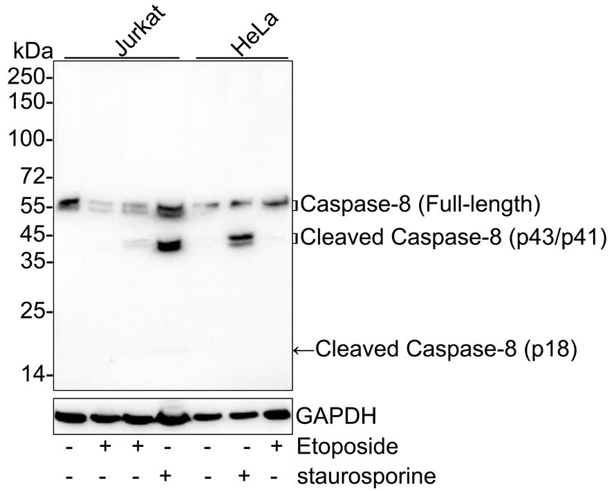 Caspase-8 Antibody (PSH04-77) Western Blot: Caspase-8 Antibody (PSH04-77) [NBP3-32109]