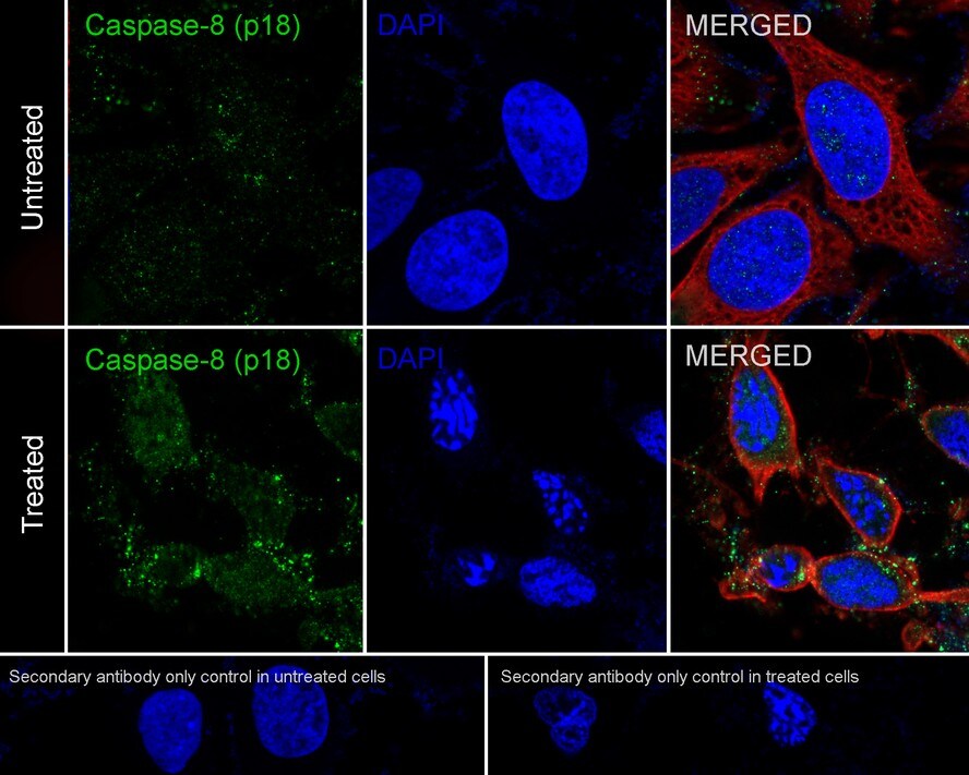 Caspase-8 Antibody (PSH04-77)