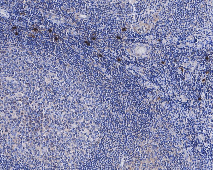 Caspase-8 Antibody (PSH04-77)