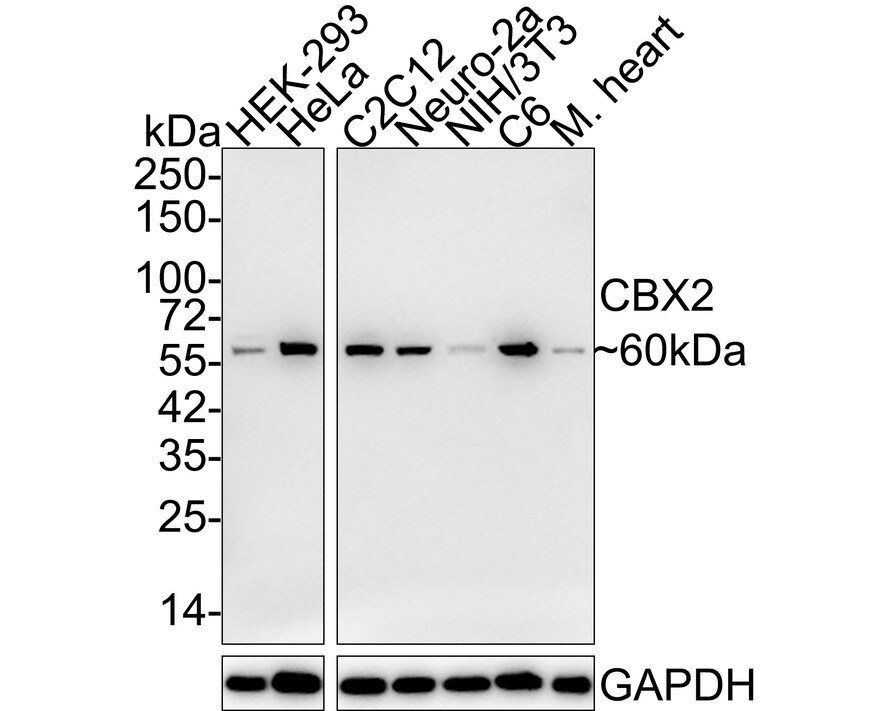Cbx2 Antibody (JE34-45) Western Blot: Cbx2 Antibody (JE34-45) [NBP3-32114]