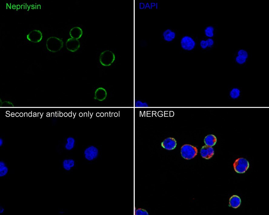 Neprilysin/CD10 Antibody (A1G3-R)