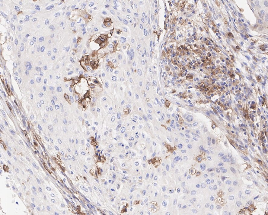 CD11b Antibody (PSH03-96)