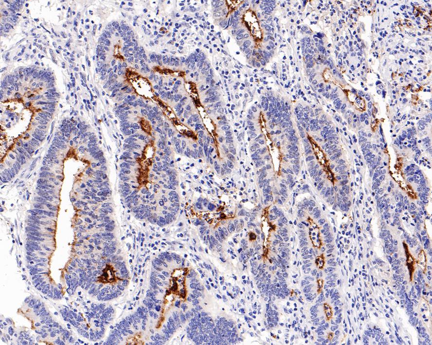 CD133 Antibody (A8C3-R)