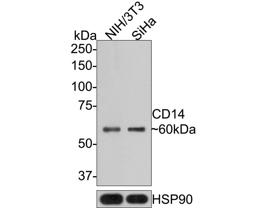 CD14 Antibody (PD01-63)
