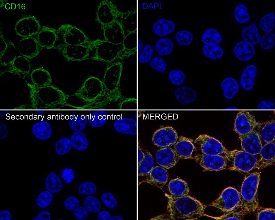 Fc gamma RIII (CD16) Antibody (PD00-12)